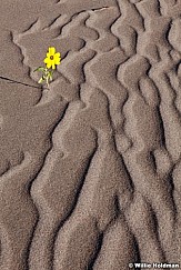 Dunepatterns082711 327