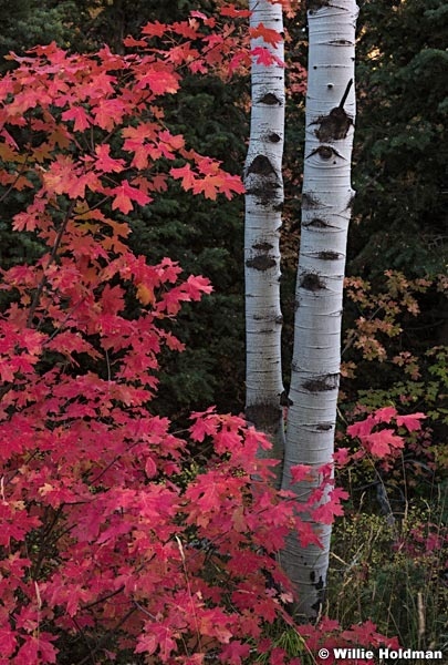 Red Maples Aspen Trunks 091916 4