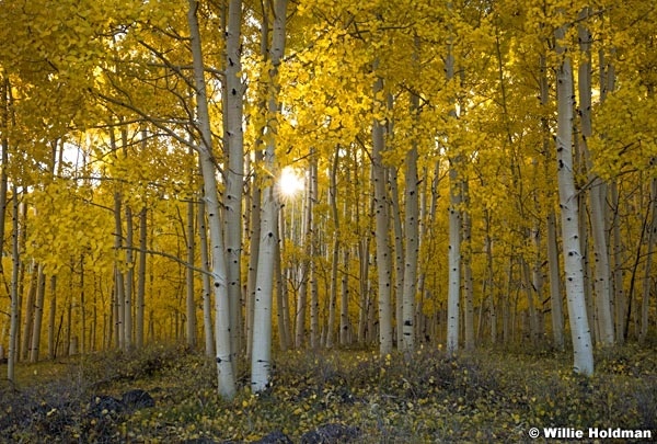 Golden Aspens 100817 0362 4