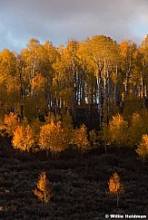 Golden Aspens Strawberry 101417 2135