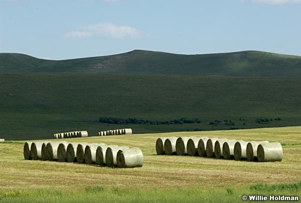 haybails071108 2010