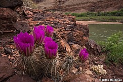 Cactus Bloom stacking 041416 7824