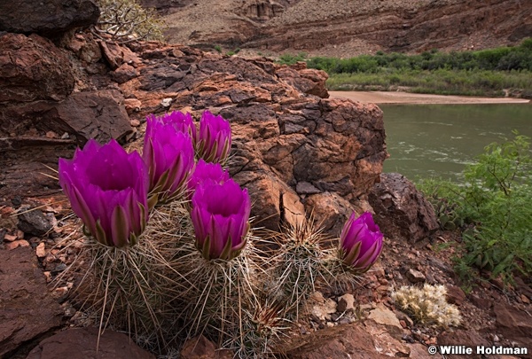 Cactus Bloom stacking 041416 7824