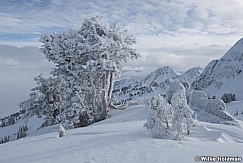 Frosty Pines Snowbasin 011217 0472