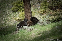 Two Cubs 050817 4913