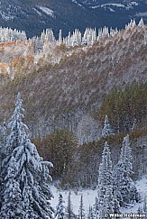 Snow burned quakies 100812 125