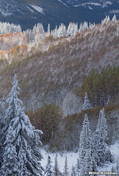 Snow burned quakies 100812 125