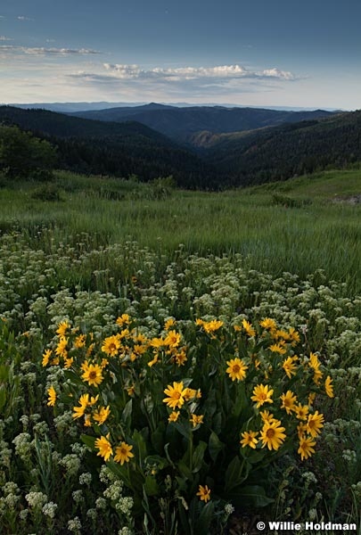 Yellow Daisies 062913 1958