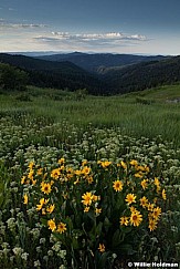 Yellow Daisies 062913 1958