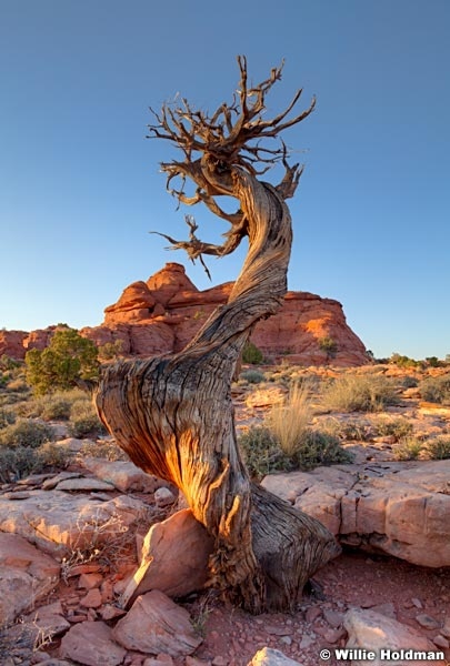 loneJunipertreer042811 317 8