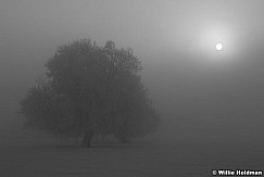 treesunfog020209 2057
