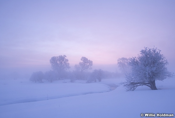 Winter Pasture Frost 021219 7489