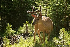 Springdeer071609