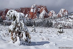 Zion Snow 031912