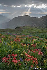 Wildflowers Sunrays 072720 3907 2