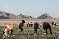 Wild Horses 051621 9116