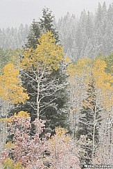 aspenpinesnow100109 876