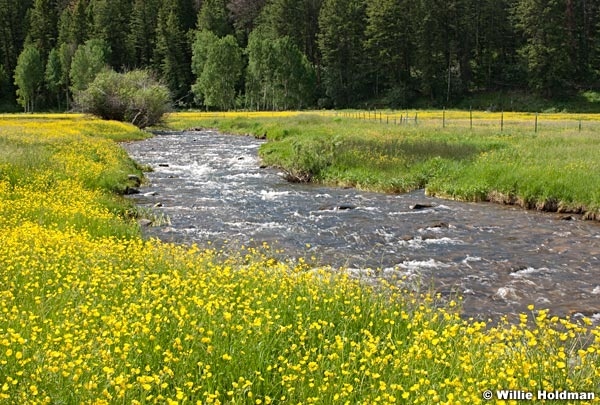 yellowflowerriver070110 1441