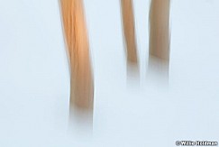 Aspenabstract120310 56