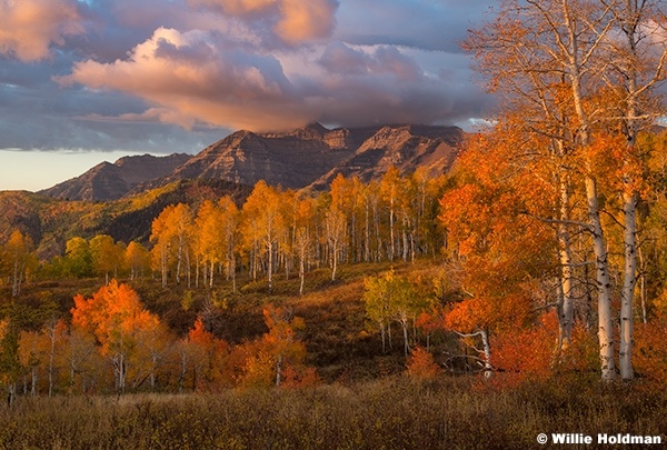 Timp Orange Yellow Aspens 100125 0547