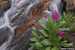 Pink Wildflowers Stream 080619 7566 4