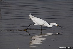 White Egret Utah Lake 042320 8606