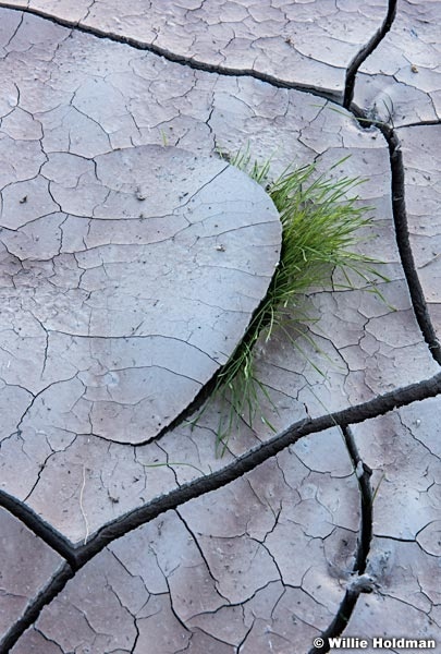 Tenacity In Deseret 102016 2