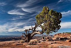 Lone Juniper 040517 3492