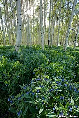 Bluebell Wildflowers AspensF 063013