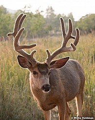 Mule Deer Buck 082018 6424 3