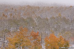 Autumn Snow Aspens 101018 160 3
