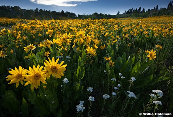Yellow Daisies backlit 063013 2415