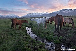 Heber Horses Spring 042819 7242