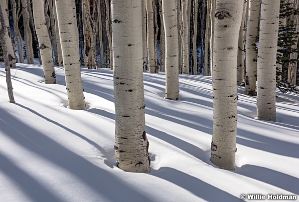 Aspen Shadows 030817 0011