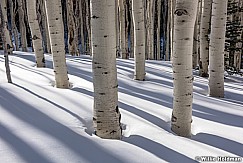 Aspen Shadows 030817 0011