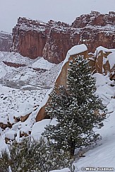 Red Rock Tree 012023 2353