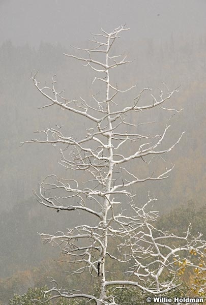 aspensnow00109 643