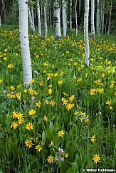 Arrowleafdaisies072511 58