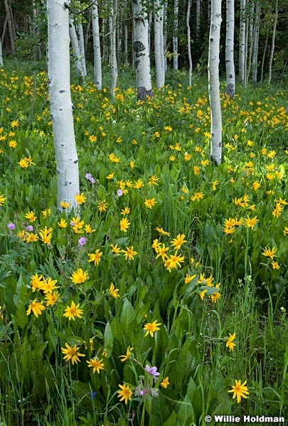 Arrowleafdaisies072511 58