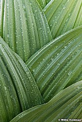 Skunk Cabbage Detail 063019 7816