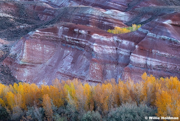 Yellow Cottonwood Bentonite 110125 2458 3