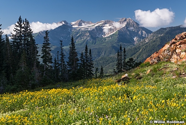 Timpanogos Yellow Daisies 080119 6513 2