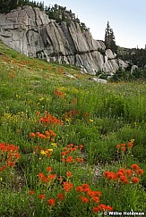 Lonepeakpaintbrush080610
