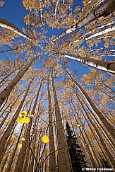 Towering Aspens 100312 718