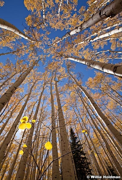 Towering Aspens 100312 718