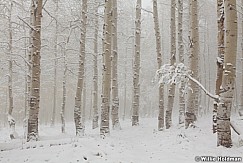 frostaspens100711 228