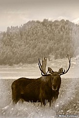 Moose112409 2561