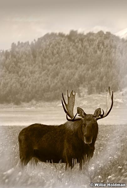 Moose112409 2561