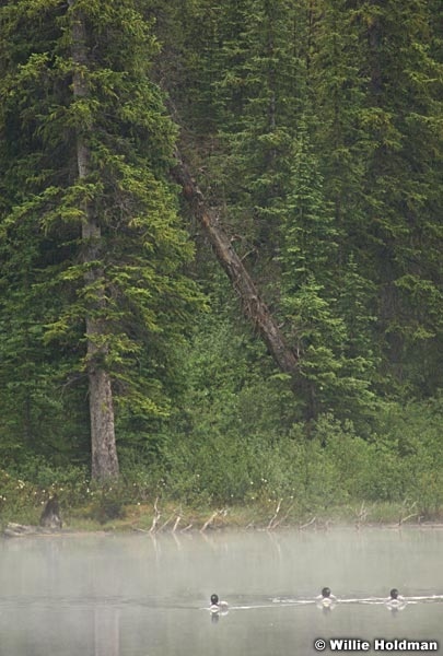 hectorlakeloons070708 2046