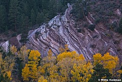 Yellow Cottonwoods 101020 6010 4